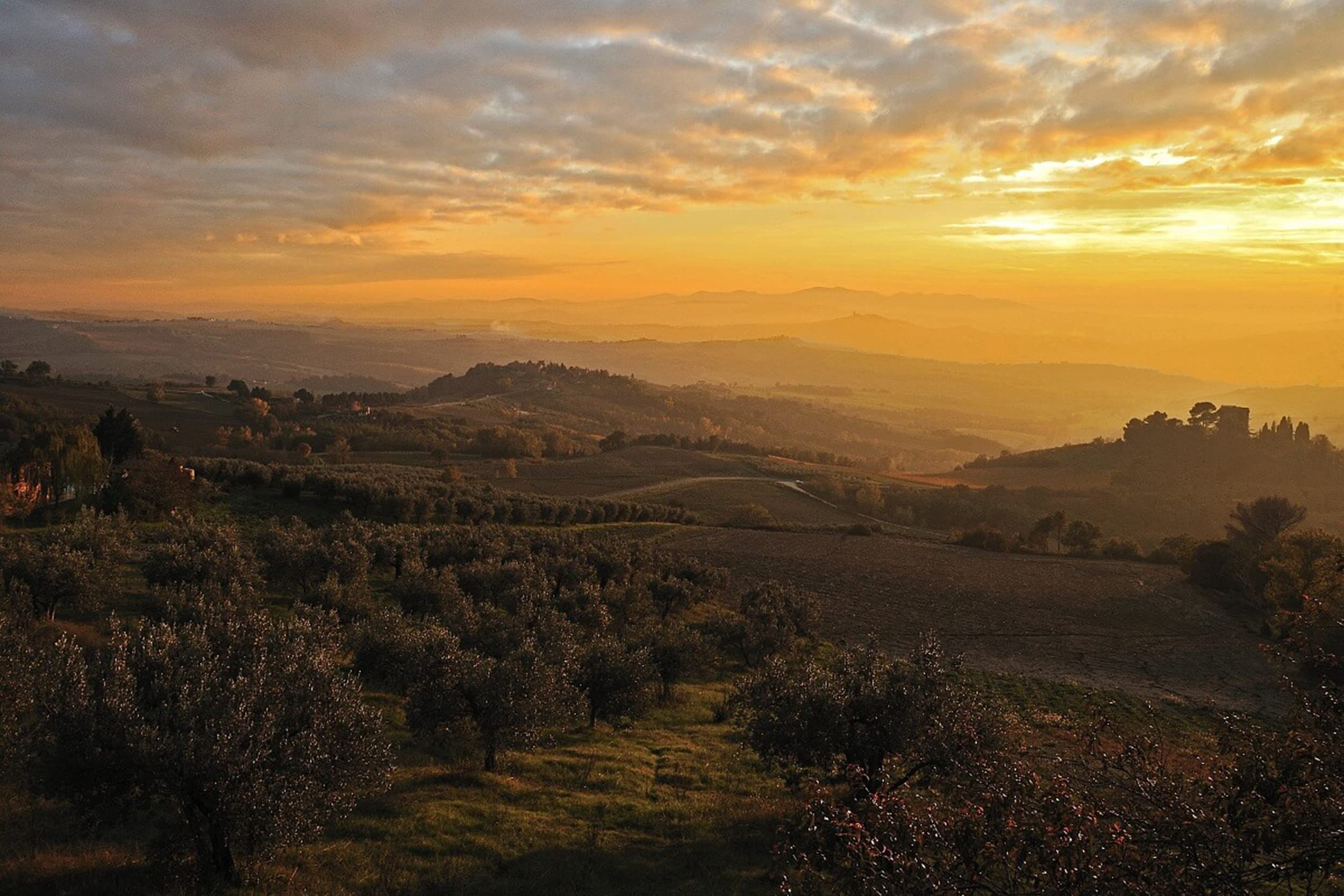 costa-d-oro-dop-umbria-colli-assisi-spoleto-olio-extravergine-non-filtrato-500-m image 2